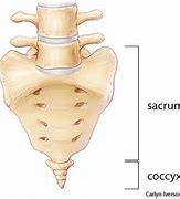 Image result for Coccyx