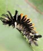 Image result for Milkweed Tussock Butterfly