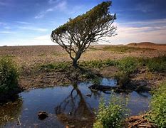 Image result for Cool Tree Wallpapers