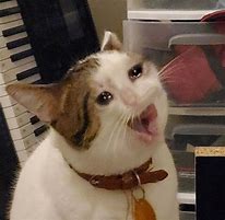 Image result for Sad Cat Crazy