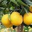 Image result for Dwarf Lemon Tree Indoor