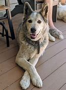 Image result for Perro Malamute