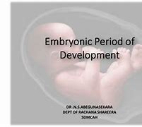 Image result for Embryonic Period of Development