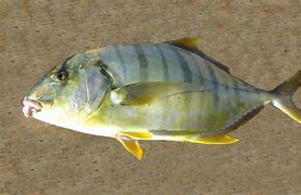 Image result for Trevali Fish