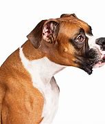 Image result for Boxer Dog Boxing