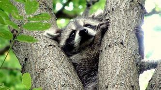 Image result for Raccoon Kits