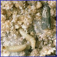 Image result for Indian Rice Moth