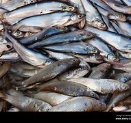 Image result for Munu Fish