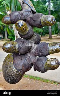 Image result for Double Coconut Tree