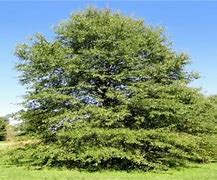 Image result for Willow Oak Tree