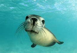 Image result for Nano Sea Lion Miniature