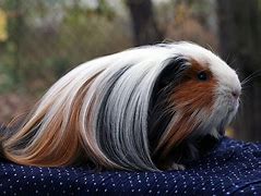 Image result for Brown Guinea Pig Long Hair