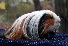 Image result for Long Hair Guinea Pig