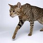 Image result for Gato Ashera