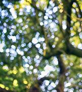 Image result for Bokeh Trees