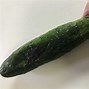 Image result for Cucumber Plant