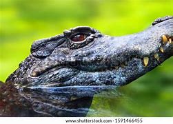 Image result for Melanosuchus