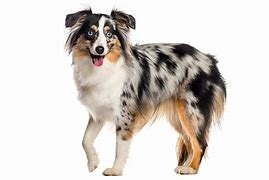 Image result for Shep American Dog