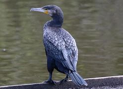 Image result for Cormorant Nose