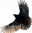 Image result for Raven Flying Drawing