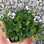 Image result for Australian Violet Ground Cover