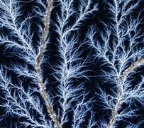 Image result for Fractal Real Life