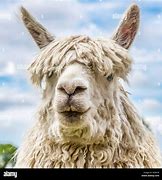 Image result for Alpaca Long Hair