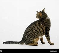 Image result for Classic Tabby Side View