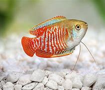 Image result for Munu Fish