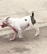 Image result for Confirmed Dogman Kill