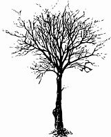 Image result for Leafless Tree SVG