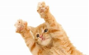 Image result for Kitten Lion Puddle Reflection PNG