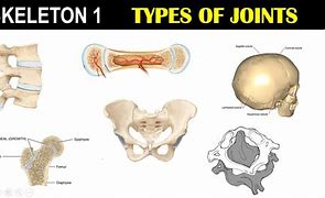 Image result for Examples of Cartilaginous Joints