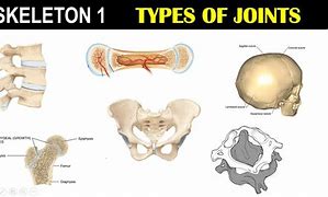 Image result for Cartilaginous Joints Function