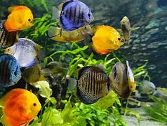 Image result for Aqua Fish