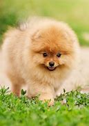 Image result for Small Toy Dog Breeds