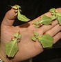 Image result for Leaf Insect Species