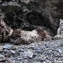 Image result for Snow Leopard Hunt