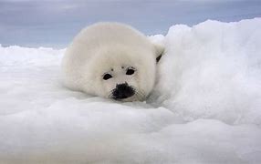 Image result for Fat Harp Seal