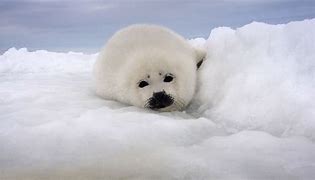 Image result for Fat Harp Seal Pup