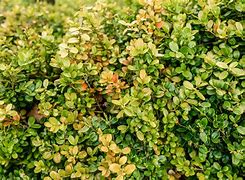 Image result for English Boxwood Shrubs