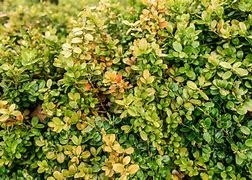 Image result for Plant Boxwood Shrubs