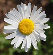 Image result for Daisy Seedlings