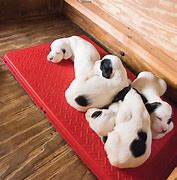 Image result for Heated Pet Mats