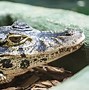 Image result for Amazon River Caiman