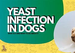 Image result for Canine Yeast Infection