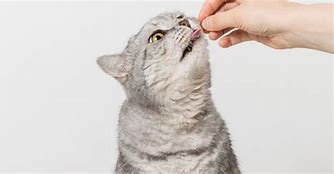 Image result for Praziquantel Dosing Chart for Cats