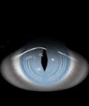 Image result for IMVU Eye Texture