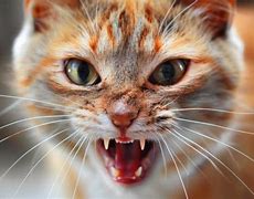 Image result for Angry Crab Cat