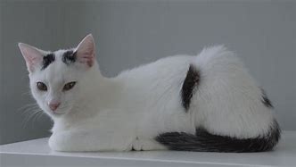 Image result for Beautiful White Cat with Spots